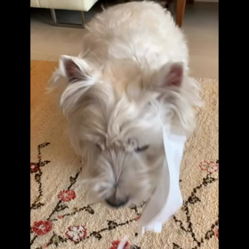 マスクを着ける犬の画像