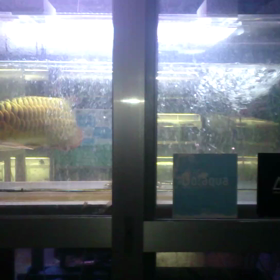 夜の柳熱の画像