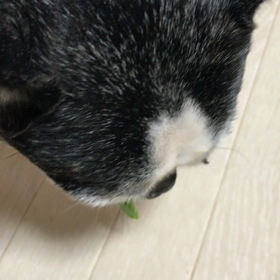 久々ボストンテリアの画像