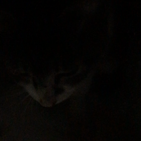 無事にホクロちゃん保護しました！の画像