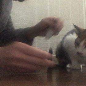 みやびちゃんの容態の画像