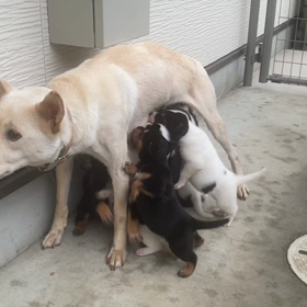 2022.04.29   子犬通信の画像