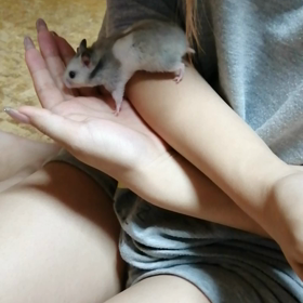 ハムスター飼いました！の画像