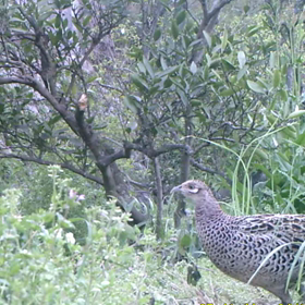 すぎぴたんの事件簿シーズン２　 ３６話の画像