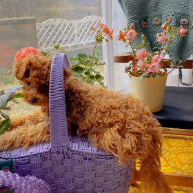 猫に似てる熊の画像