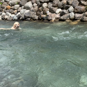 魚ールデンレトリバーの画像