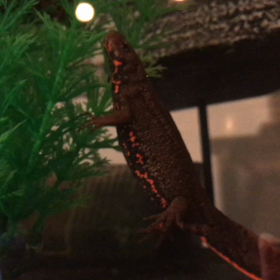 げっとだぜの画像