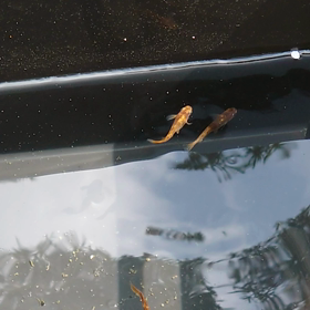 今日のメダカの画像