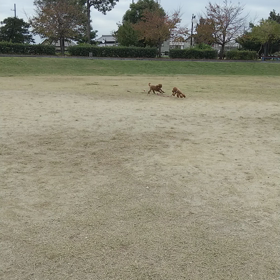 きなこの勝ち❣の画像