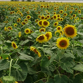 ひまわり園(動画)の画像