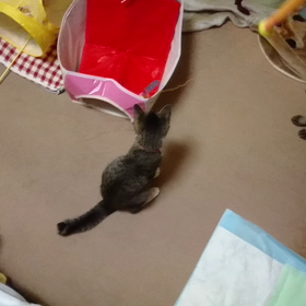 Miss Chappy と心春さんの画像