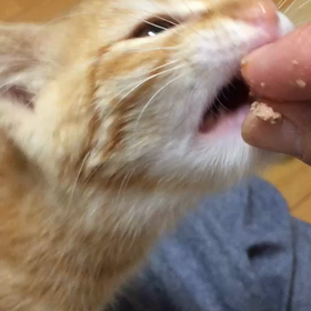 ジャスミン！の画像