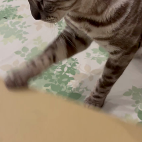 レオンの特技の画像