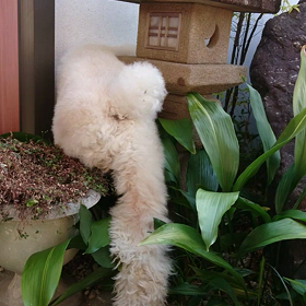 今日のコロンʕ•ٹ•ʔの画像