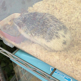 ハリー君日記の画像