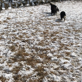 飼い主さん募集中のボーダコリーの画像