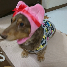 被り物の動画☆の画像