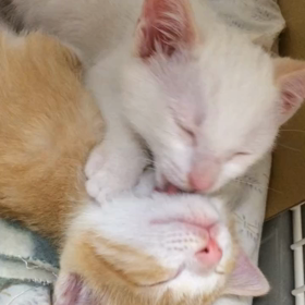 猫さん、２年前の5/27まだホヤホヤですね〜の画像