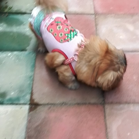 *庭でトコトコ　①の画像