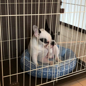 コネコネの画像