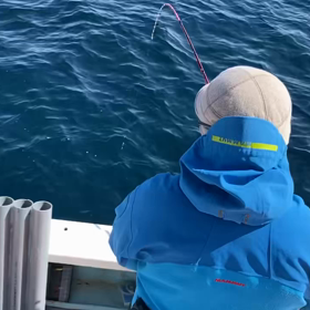 今年のマルイカは昨年と違い大型が多い！の画像