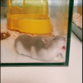 ぺろちゃんの画像