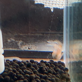 松井ヒレ長三毛猫ダルマの画像