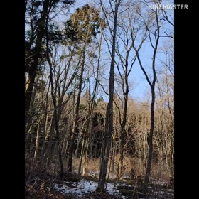 ケガを押して伐採作業を決行!の画像