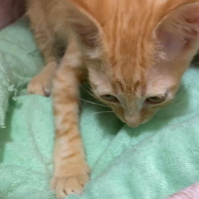 9月24日(日)参加猫シャムミックス&茶トラ4兄妹の画像