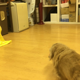 優しいマロン。の画像