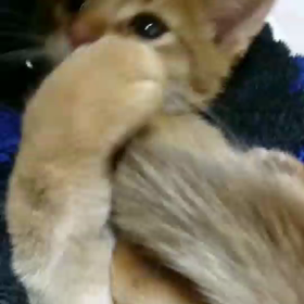 あぐあぐの画像