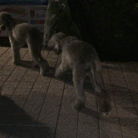 ▶︎犬まみれバーベキューの画像