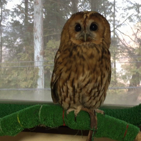 あげがくるんかいの画像