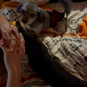 保護犬茶々の様子の画像