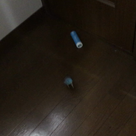 怒られたマメルリハ ライちゃんの謝り方の画像