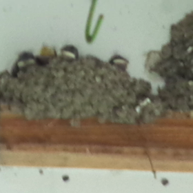 梅雨と私とまだいたヒナたちの画像