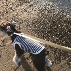♪お散歩動画♪お台場海浜公園♪の画像