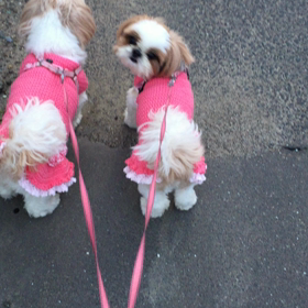 愛犬まりんとみしか１２５ お散歩動画祭りなのだっ。の画像