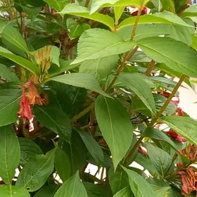 どら焼き大福の画像