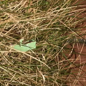 ”ふーみんちゃんねる”後半の画像