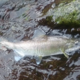 伊豆アマゴ40,45cmリリース動画の画像