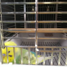 お出かけぴなちゃんの画像