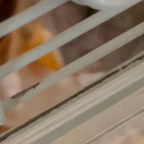 目に来る。の画像