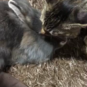 里親さんからの幸せだよりの画像