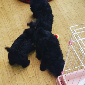 大好きなロープの画像