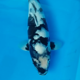 一粒で二度おいしいwの画像