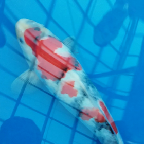 オスかしら？？？の画像