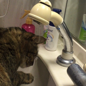 洗面所で猫の水飲み動画の画像