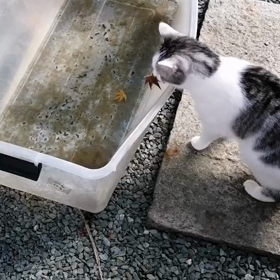 ちっぽくんと落葉の画像