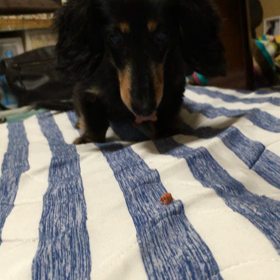 高級おやつの日♡の画像